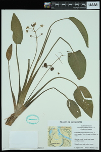 Sagittaria graminea image