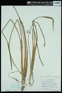 Sagittaria platyphylla image