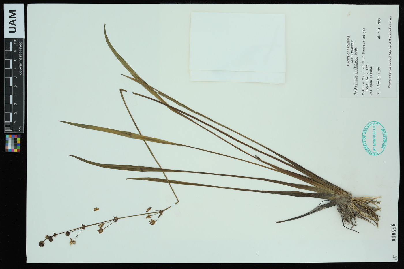 Sagittaria papillosa image