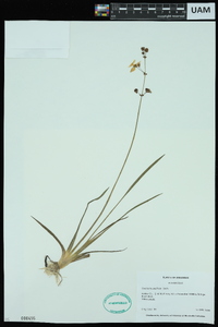 Sagittaria papillosa image