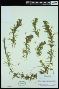 Elodea densa image