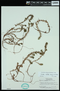 Elodea nuttallii image