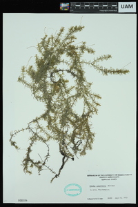 Elodea canadensis image