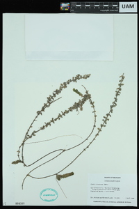 Elodea canadensis image