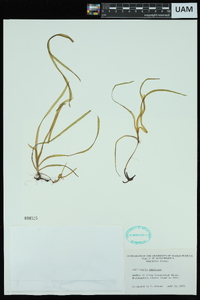 Vallisneria americana image