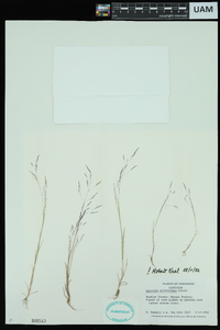 Agrostis elliottiana image