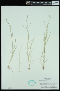 Agrostis elliottiana image