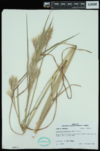 Andropogon glomeratus image