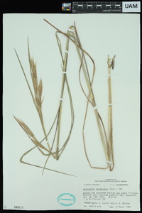 Andropogon glomeratus image