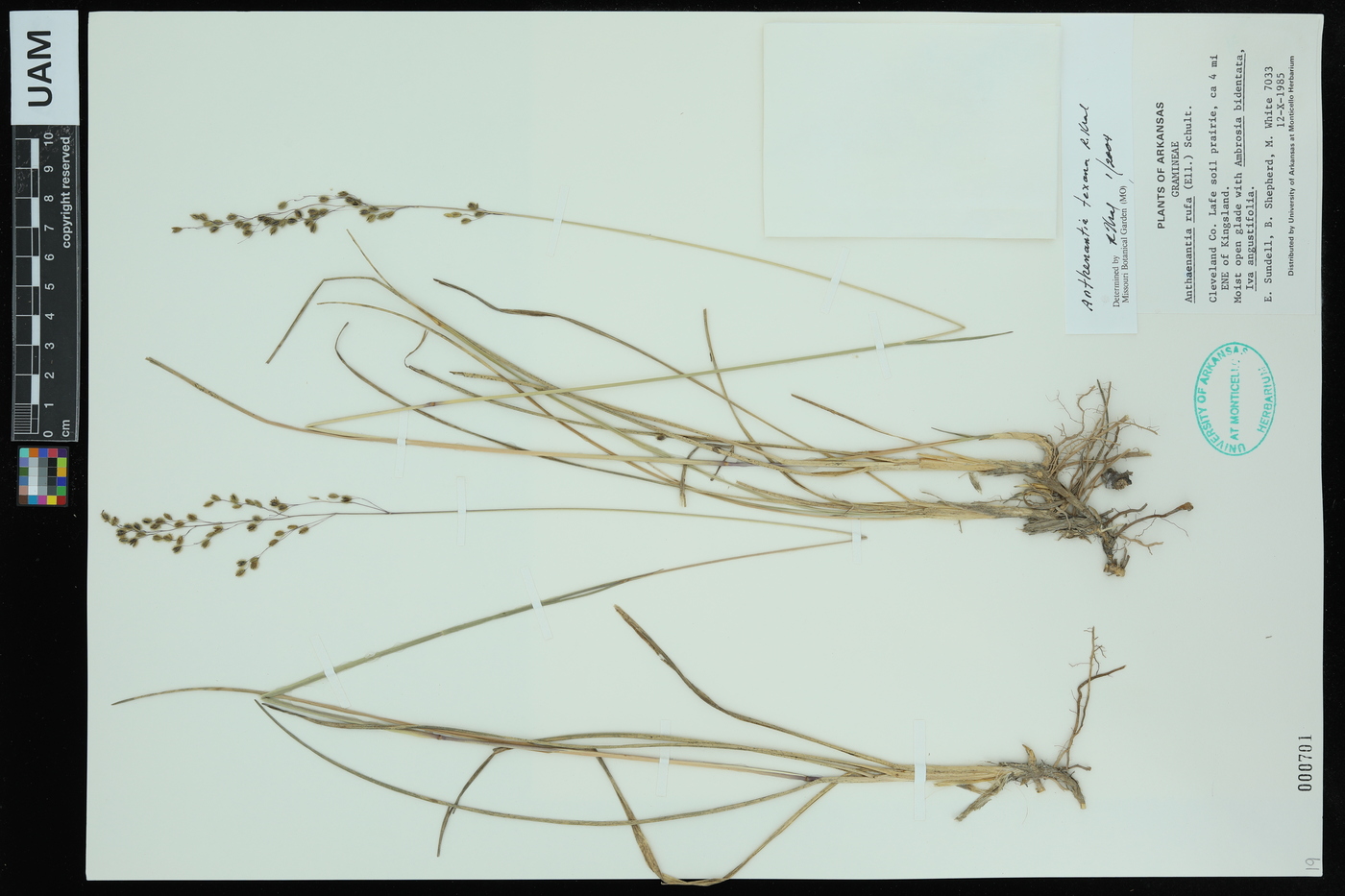 Anthaenantia texana image