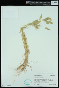 Anthoxanthum odoratum image