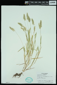 Anthoxanthum odoratum image