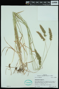 Anthoxanthum odoratum image