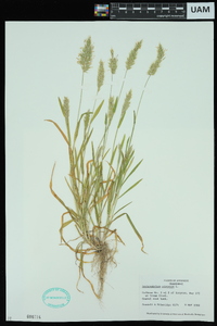 Anthoxanthum odoratum image