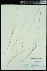 Aristida longespica image