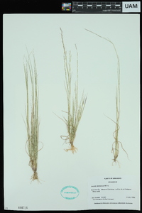 Aristida dichotoma image