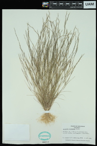 Aristida dichotoma image