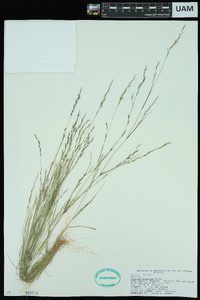 Aristida dichotoma image