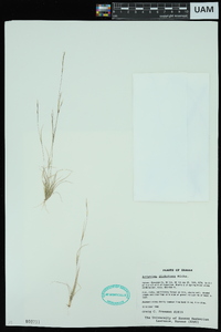 Aristida dichotoma image