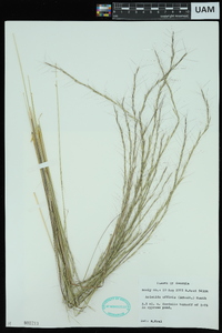 Aristida affinis image