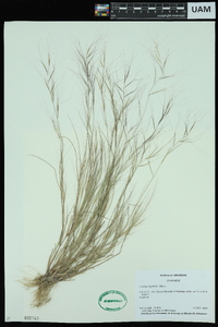 Aristida oligantha image