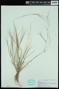 Aristida oligantha image