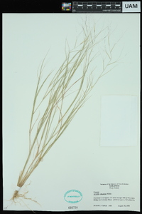 Aristida oligantha image