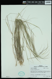 Aristida oligantha image