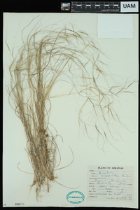 Aristida oligantha image