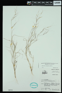 Aristida oligantha image