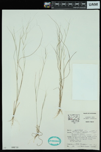 Aristida oligantha image