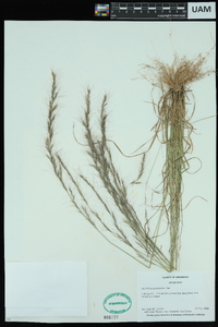 Aristida purpurascens image