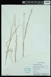 Aristida purpurascens image