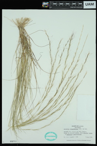 Aristida purpurascens image