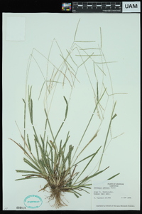 Axonopus fissifolius image