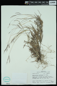 Bothriochloa ischaemum image