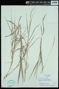 Bothriochloa saccharoides image