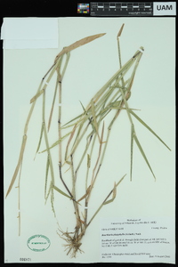 Urochloa platyphylla image