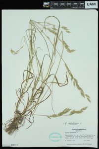 Bromus secalinus image