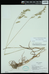 Bromus commutatus image