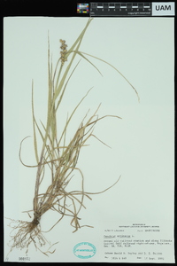 Cenchrus echinatus image