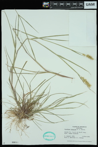 Cenchrus spinifex image