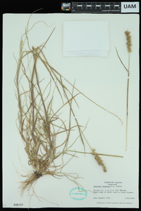 Cenchrus spinifex image