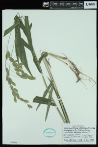 Chasmanthium latifolium image