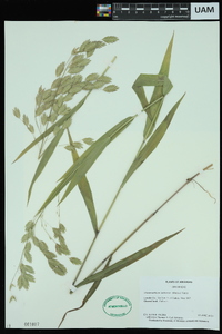 Chasmanthium latifolium image