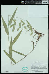 Chasmanthium latifolium image