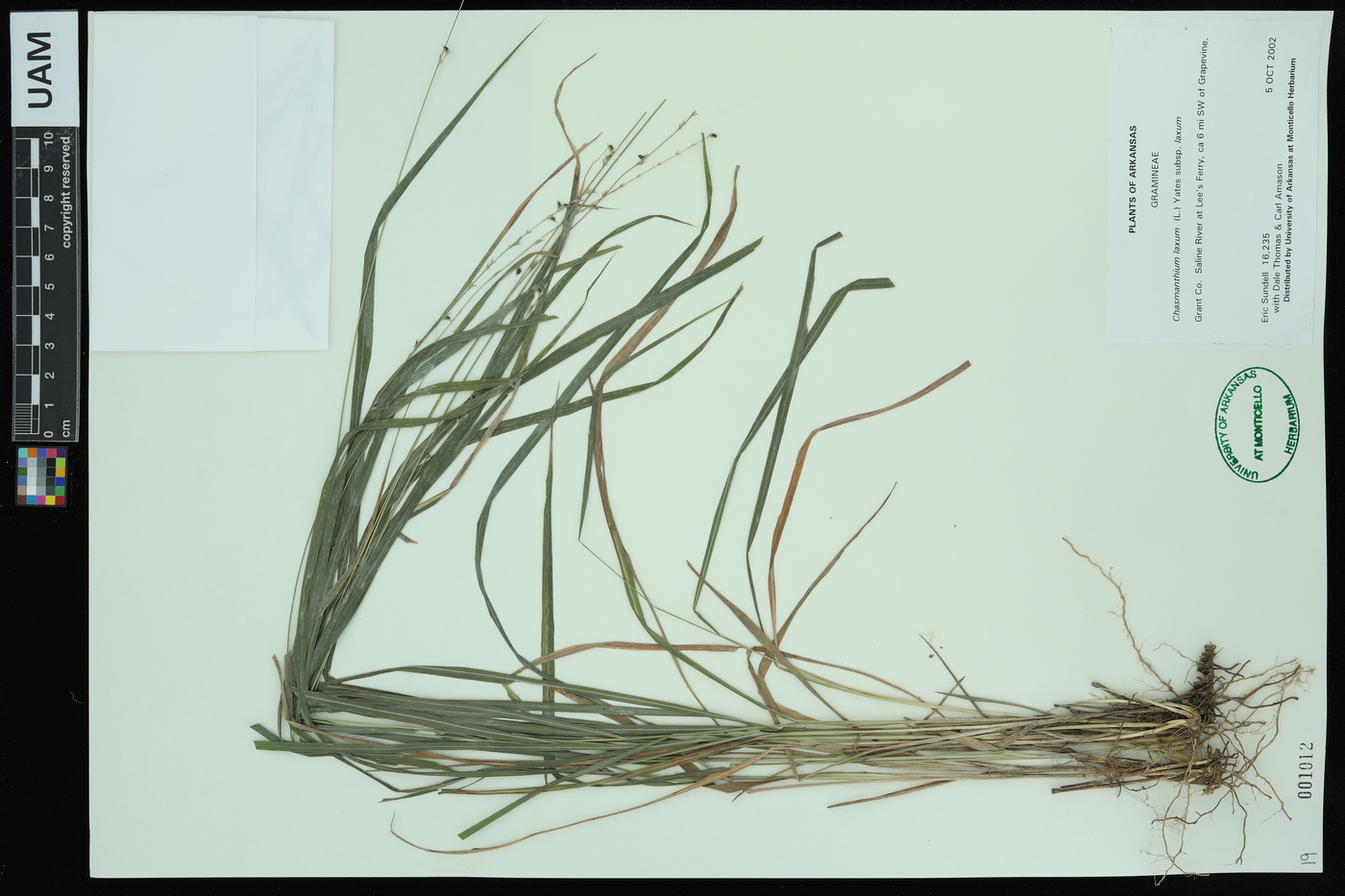 Chasmanthium laxum subsp. laxum image
