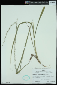 Chasmanthium laxum subsp. sessiliflorum image