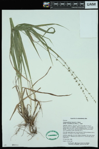 Chasmanthium laxum subsp. sessiliflorum image