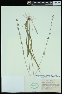 Chasmanthium laxum subsp. sessiliflorum image